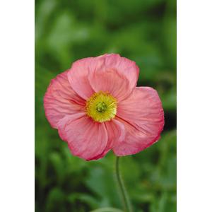 Poppy Champagne Bubbles Pink Shades - 10 seeds