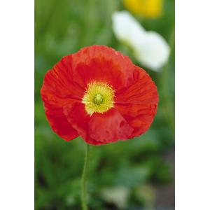 Poppy Champagne Bubbles Scarlet - 10 seeds
