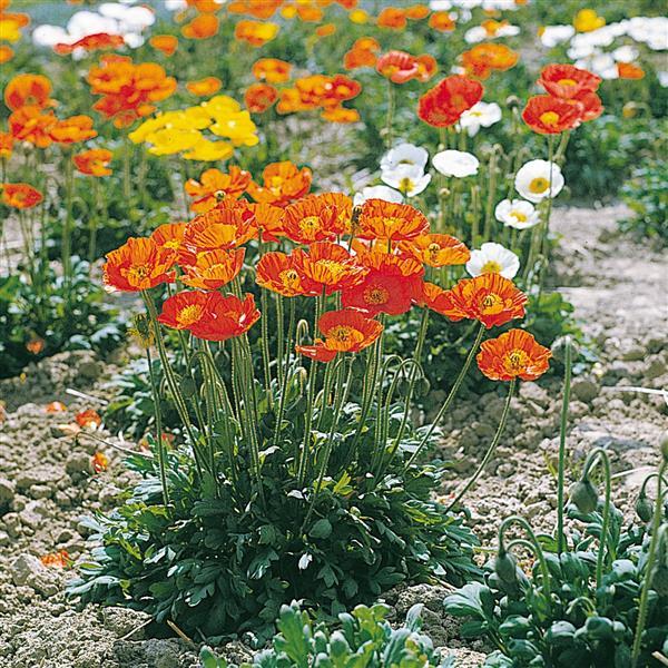 Poppy Garden Gnome - Papaver Nudicale - 10 seeds