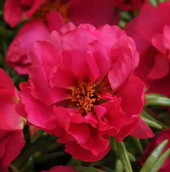 Portulaca Happy Hours Fuchsia - 10 seeds