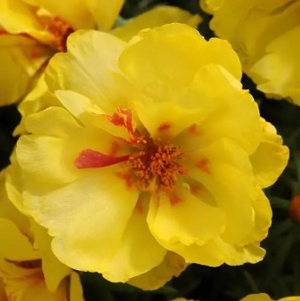 Portulaca Happy Hours Lemon - 10 seeds