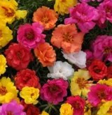 Portulaca Happy Hours Mixed - 10 seeds