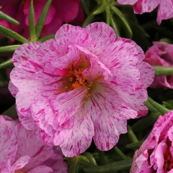 Portulaca Happy Hours Peppermint - 10 seeds