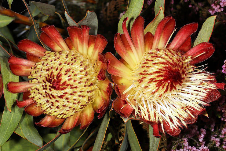 Protea glabra  - Clanwilliam Sugarbush - 5 seeds