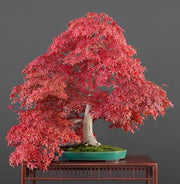 Red Oak Tree - Quercus rubra - Exotic Tree / Bonsai Tree - 5 Seeds
