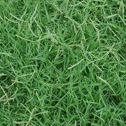 Cyndodon dactylon - Royal TXD Bermuda Lawn / Grass Seed
