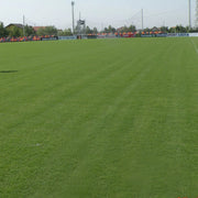 Cyndodon dactylon - Royal TXD Bermuda Lawn / Grass Seed