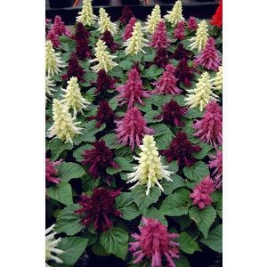 Salvia Reddy Nero Mix - 10 seeds