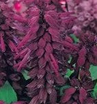 Salvia Vista Purple - 10 seeds