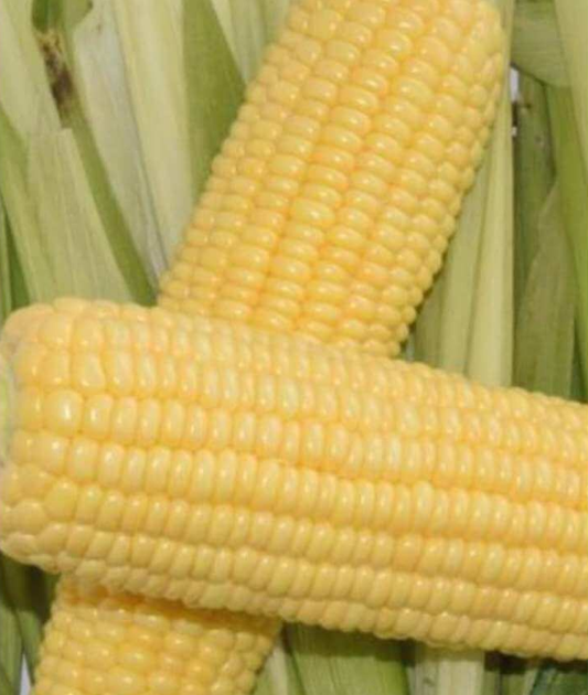 Sherbet Sweetcorn Seeds | Seeds for Africa