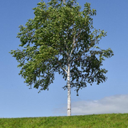 Silver Birch - Betula pendula - Ornamental Tree / Bonsai Tree - 10 Seeds