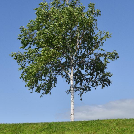 Silver Birch - Betula pendula - Ornamental Tree / Bonsai Tree - 10 Seeds