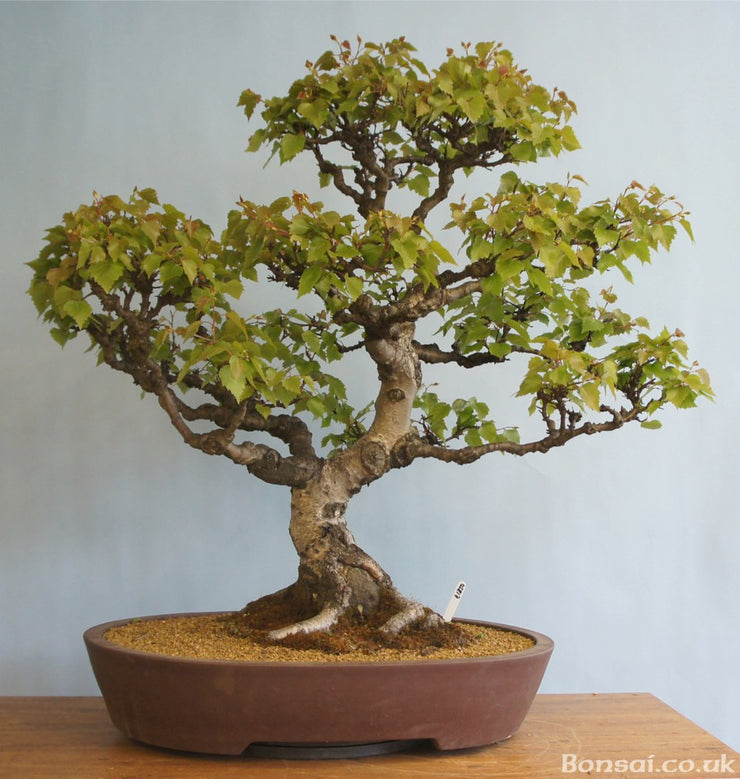 Silver Birch - Betula pendula - Ornamental Tree / Bonsai Tree - 10 Seeds