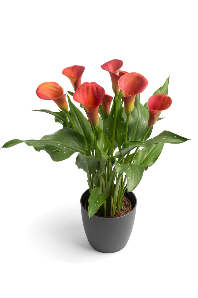 Arum Lily -  Zantedeschia - Sunset Passion - Flower Bulbs (Not Seeds)