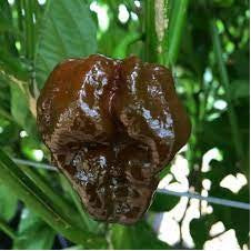 Trinidad Moruga Scorpion Chocolate- Capsicum Chinense - Chilli Pepper - 5 Seeds