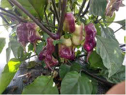 Taj Mahal - Capsicum Chinense - Chilli Pepper - 5 Seeds