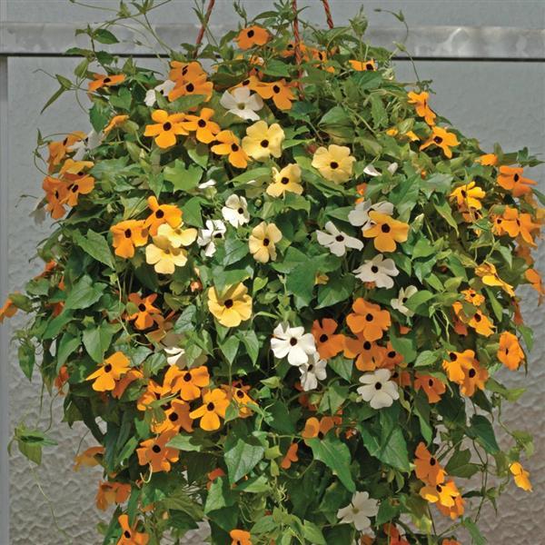 Thunbergia Susie Mix - 10 Seeds