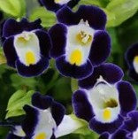 Torenia Kauai Blue & White - 10 seeds