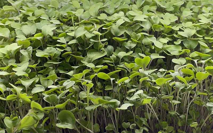 Green / White Kohlrabi - Sprouting / Microgreen Seeds