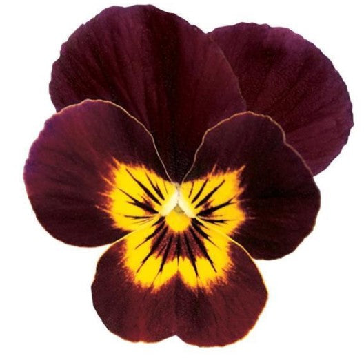 Viola sorbet - Babyface Ruby/Gold - Viola cornuta - 10 Seeds
