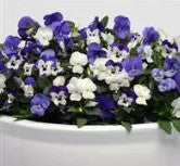 Viola sorbet - Blueberry Sundae - Viola cornuta - 10 Seeds