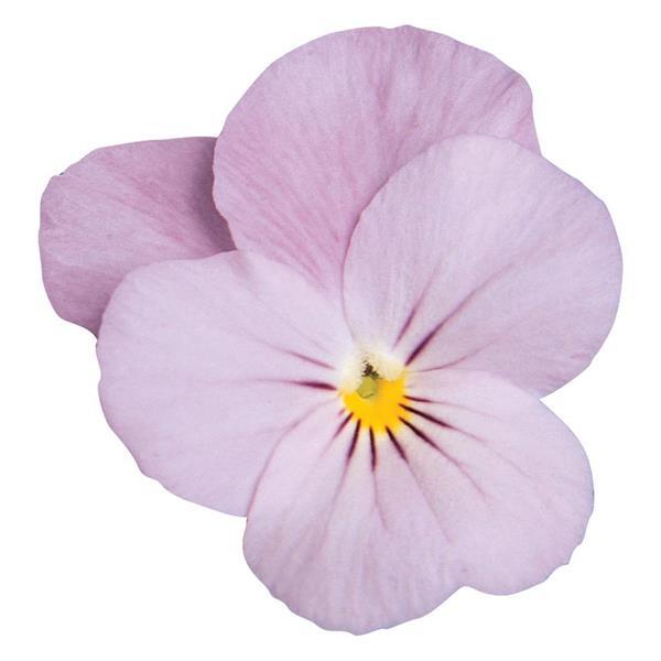 Viola sorbet - Lilac Ice - Viola cornuta - 10 Seeds