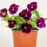 Viola sorbet - Rose Blotch - Viola cornuta - 10 Seeds
