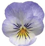 Viola sorbet - Y.T.T - Viola cornuta - 10 Seeds