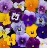 Viola sorbet - Blotch Mix - Viola cornuta - 10 Seeds