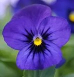 Viola sorbet - Blue Blotch - Viola cornuta - 10 Seeds