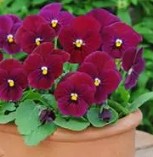 Viola sorbet - Carmine Rose - Viola cornuta - 10 Seeds