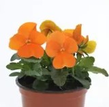 Viola sorbet - Deep Orange - Viola cornuta - 10 Seeds