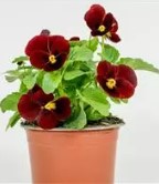 Viola sorbet - Red- Viola cornuta - 10 Seeds