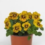 Viola sorbet - Tiger Eye - Viola cornuta - 10 Seeds