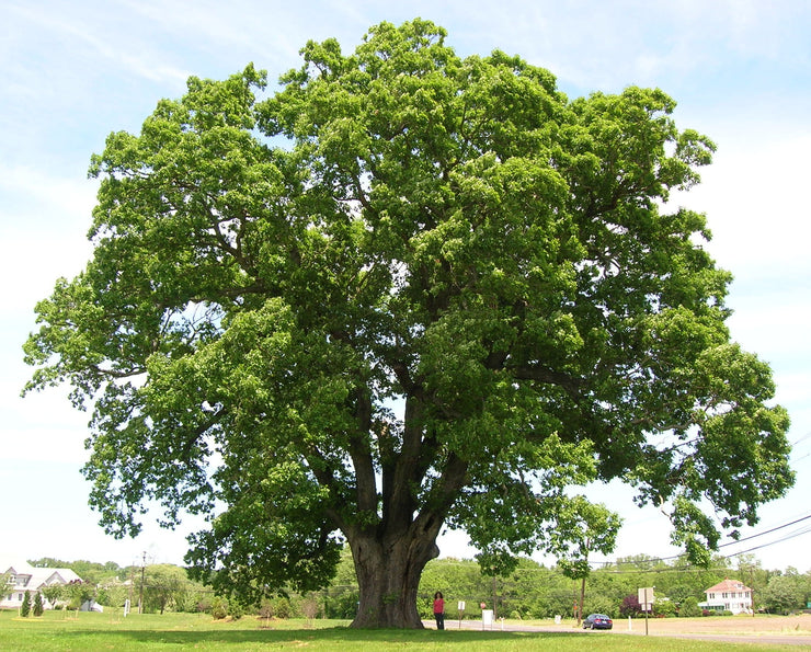 White Oak Tree - Quercus alba - Exotic Tree / Bonsai Tree - 5 Seeds