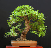 White Oak Tree - Quercus alba - Exotic Tree / Bonsai Tree - 5 Seeds