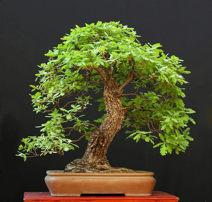 White Oak Tree - Quercus alba - Exotic Tree / Bonsai Tree - 5 Seeds