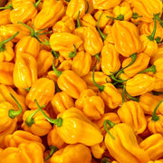 Yellow Habanero  - Chilli Pepper - Capsicum chinense - 10 Seeds