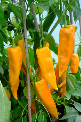 Sweet Yellow Bull Horn "Corno Di Toro Giallo" Pepper - 10 Seeds