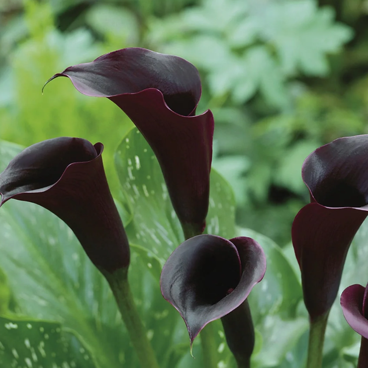 Arum Lily -  Zantedeschia - Black Panther - Flower Bulbs (Not Seeds)