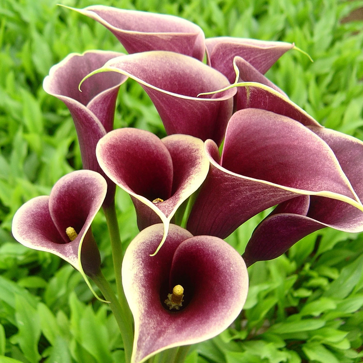 Arum Lily -  Zantedeschia - Persia - Flower Bulbs (Not Seeds)
