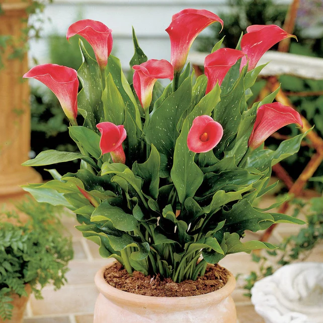 Arum Lily -  Zantedeschia - Pink Persuasion - Flower Bulbs (Not Seeds)