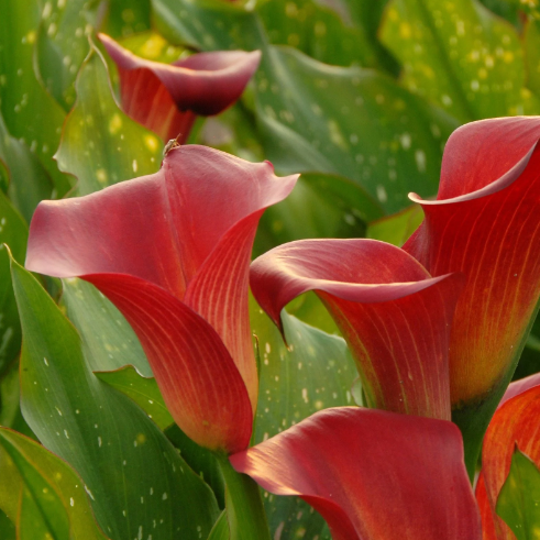 Arum Lily -  Zantedeschia - Red Sox - Flower Bulbs (Not Seeds)