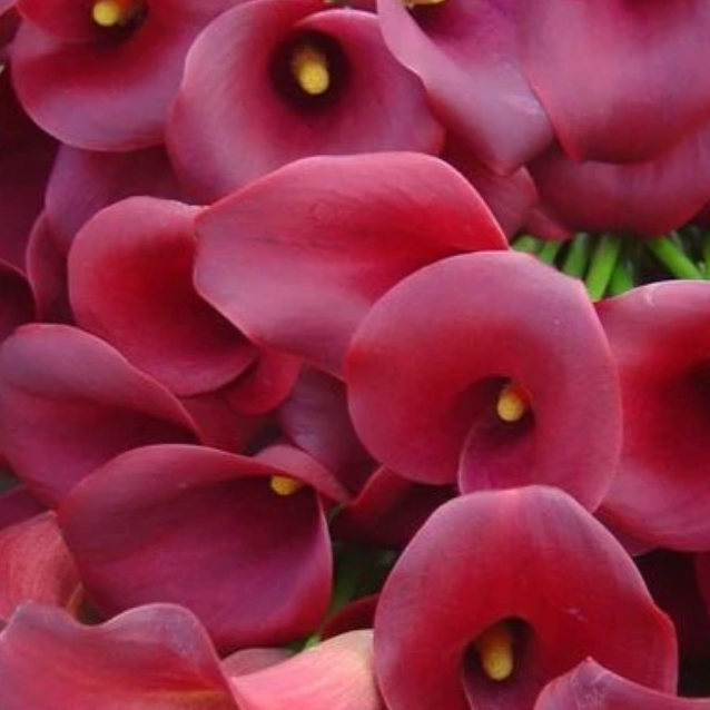 Arum Lily -  Zantedeschia - Ruby Tuesday - Flower Bulbs (Not Seeds)