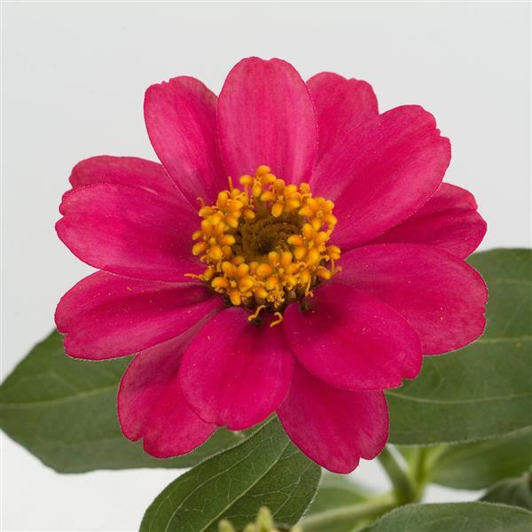 Zinnia Profusion Cherry - 5 seeds