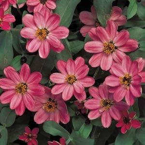 Zinnia Profusion Coral Pink  - 5 seeds