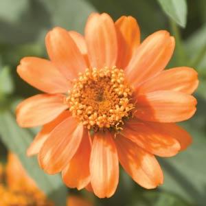 Zinnia Profusion Orange - 5 seeds