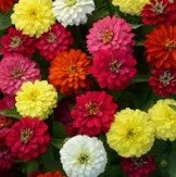 Zinnia Zahara Double Mix- 5 seeds