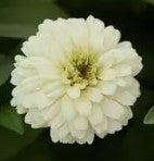 Zinnia Zahara Double White - 5 seeds