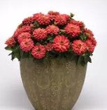 Zinnia Zahara Double Salmon - 5 seeds